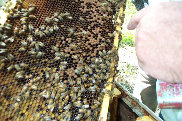 12 - Bee Meeting.jpg