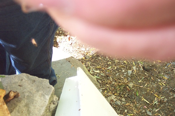 13 - Bee Meeting.jpg