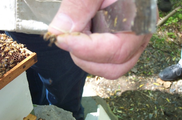 14 - Bee Meeting.jpg