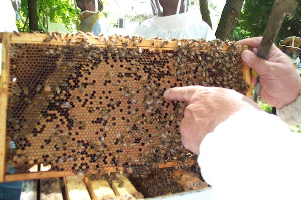 15 - Bee Meeting.jpg