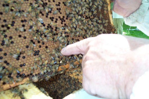 16 - Bee Meeting.jpg