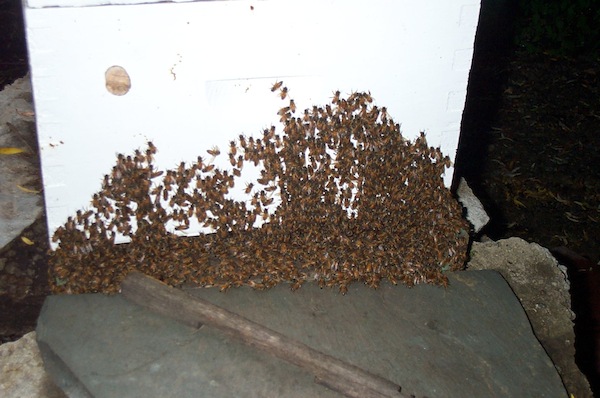 Cluster on hive front at 8PM May 29 - 1.jpg
