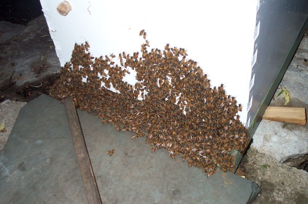 Cluster on hive front at 8PM May 29 - 2.jpg