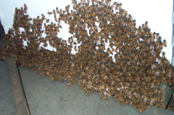 Cluster on hive front at 8PM May 29 - 3.jpg