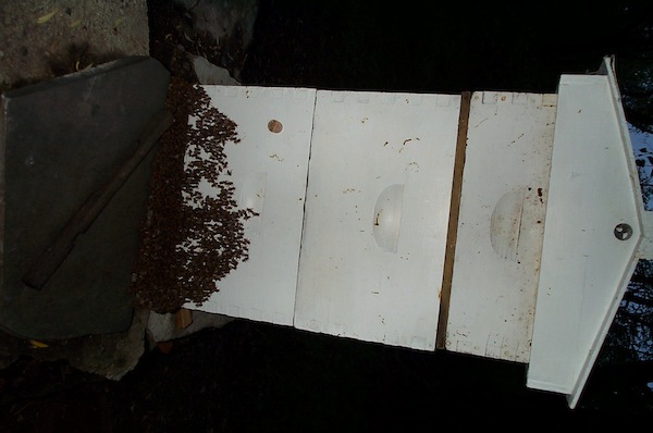 Cluster on hive front at 8PM May 29 - 4.jpg