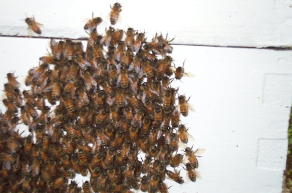 Heart cluster at 8AM May 30 - 5.jpg