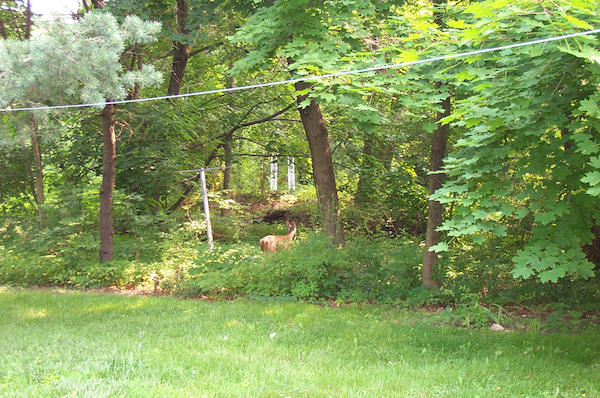 12 - Deer in back yard