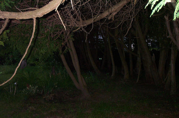 13 - Eyes in the swamp