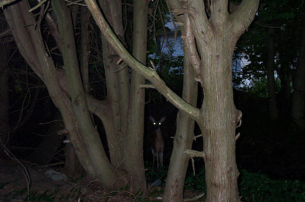 17 - Blair Witch who?