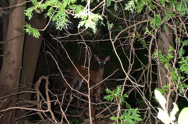 20 - No really.. deer