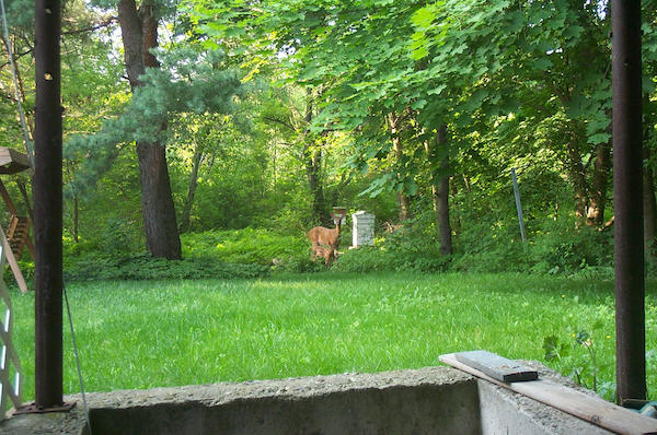 Deer and baby 1