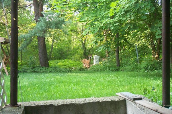 Deer and baby 2