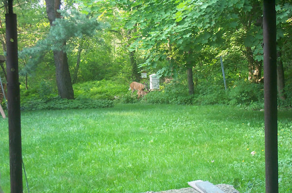 Deer and baby 3