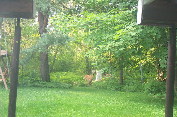 Deer and baby 4