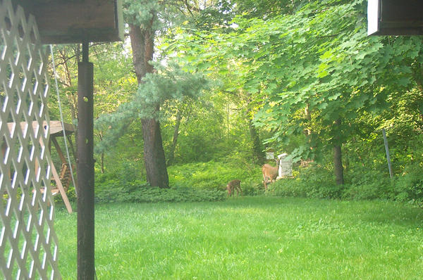 Deer and baby 5