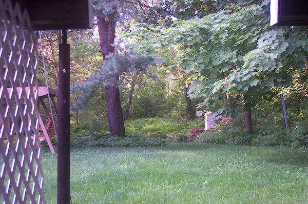 Deer and baby 6
