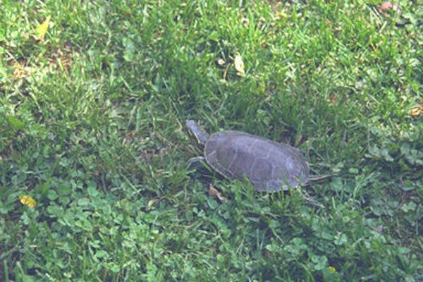 Blaze, the crawling terror