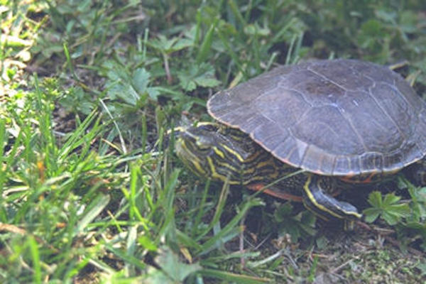 Blaze, the crawling terror