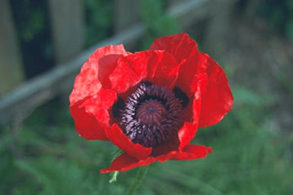 Poppy