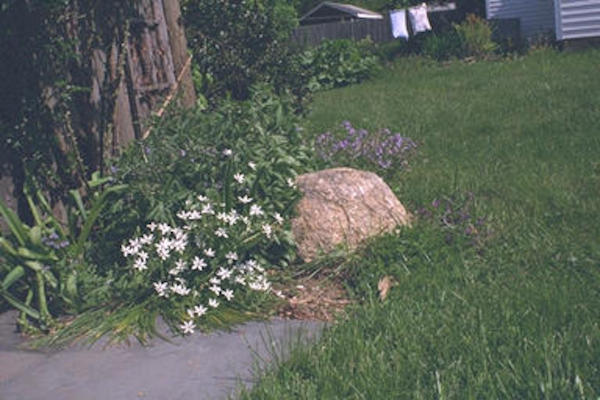 Rock & white flowers