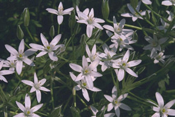White flowers