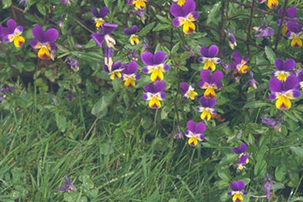 Purple & yellow flowers