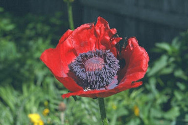 Poppy