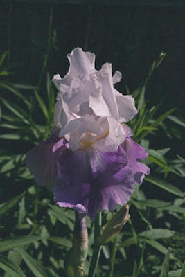 Bearded iris