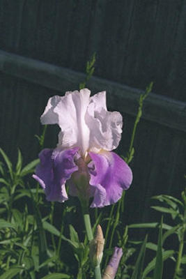 Bearded iris