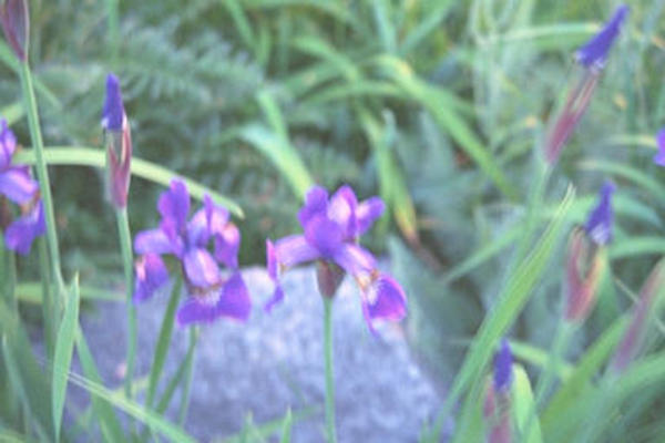 Purple & yellow flowers
