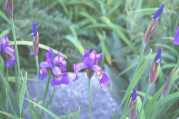 Purple & yellow flowers
