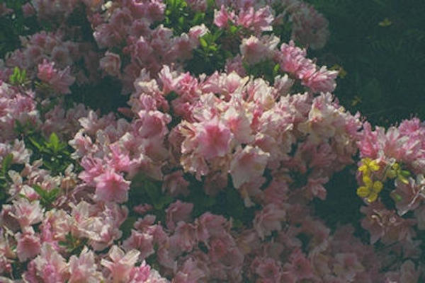 Pink bush