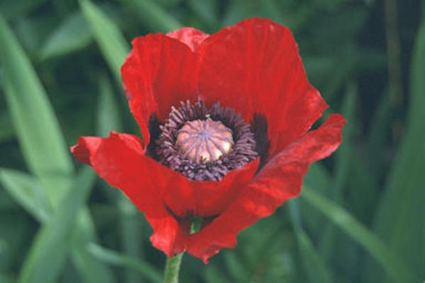 Poppy