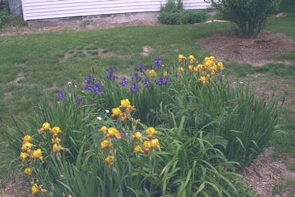Purple & yellow flowers