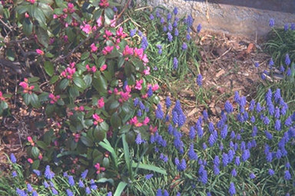 Pink & purple bushes