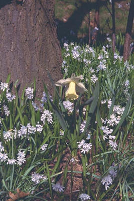 Daffodil & white flowers