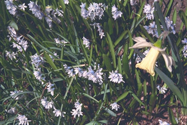 Daffodil & white flowers
