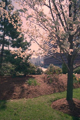 Work building through flowering tree
