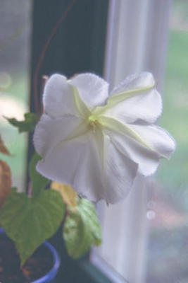 Moonflower
