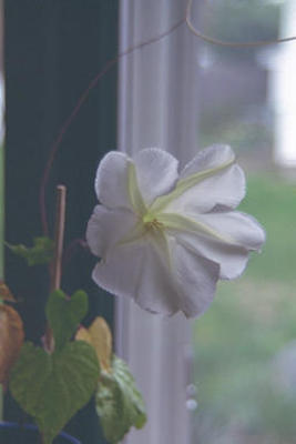Moonflower