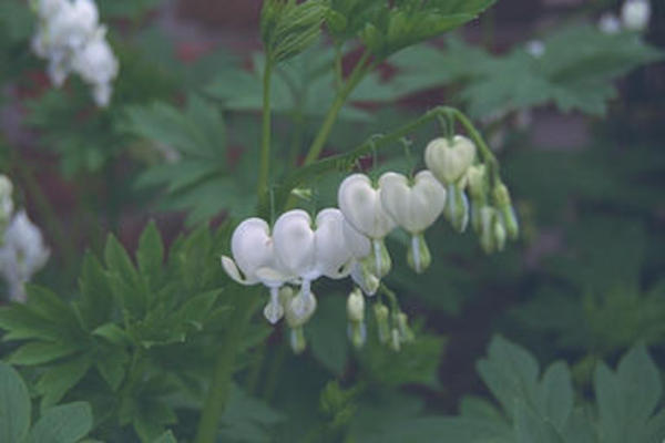 Bleeding hearts