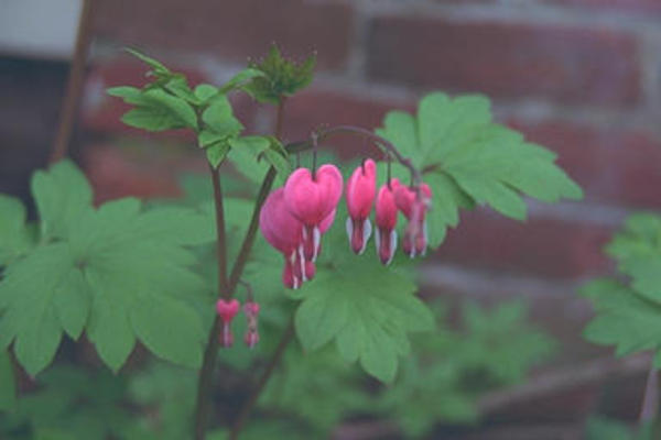 Bleeding hearts