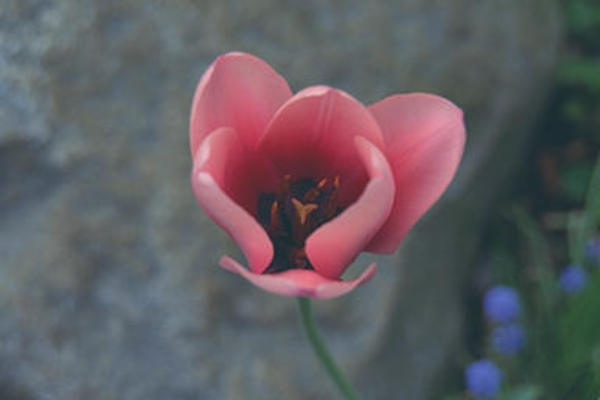 Tulip