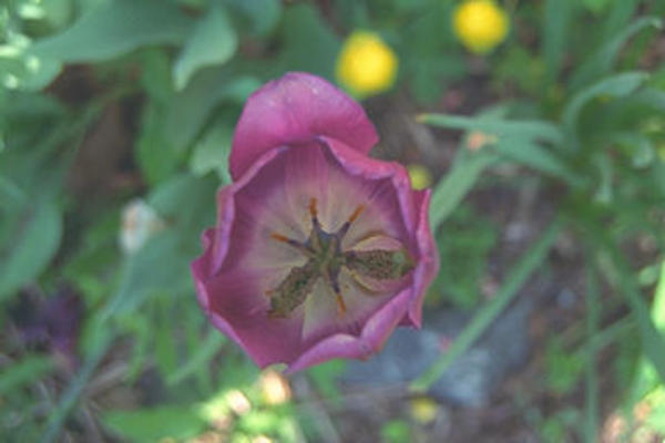 Tulip