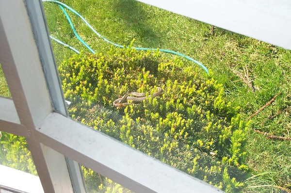 Snake on the bush (6-2-03 9:05AM)