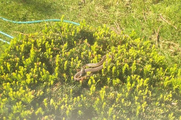 Snake on the bush (6-2-03 9:06AM)