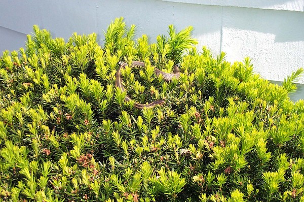 Snake on the bush (6-3-03 9:13AM)