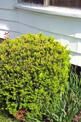 Snake on the bush (6-3-03 9:13AM)