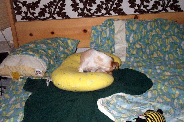 Lumpy dog (8-29-2003 9:27AM)