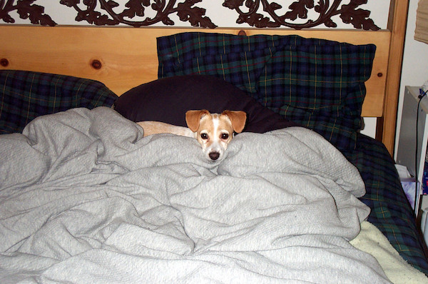 Lumpy doggle (3-22-2004 8:25)